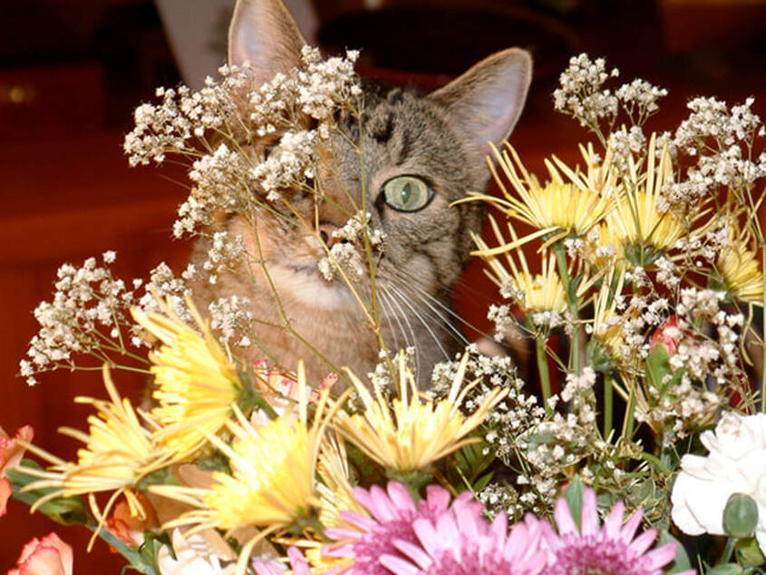 Miracle Kitty smelling flowers, photo Chester L. Ricahrds blog
